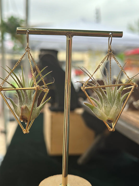 Real Air Plant Earrings in Gold Fill
